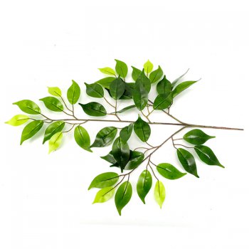 防曬榕樹葉 防曬榕樹葉